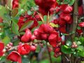 Pigwowiec SCARLET STORM