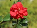 Pigwowiec SCARLET STORM