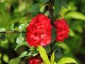 Pigwowiec SCARLET STORM