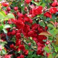 Pigwowiec SCARLET STORM