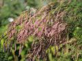 Tamaryszek PINK CASCADE