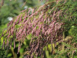 Tamariška Päťtyčinková PINK CASCADE