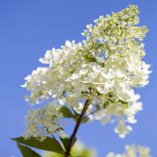 Hortenzia metlinatá 'Tardiva'