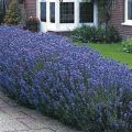 Lawenda HIDCOTE BLUE