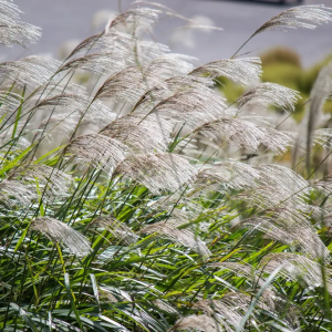 Miscanthus čínsky ORANGEFEDER