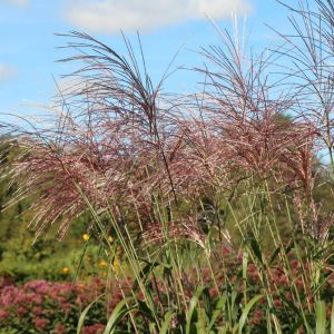 Miscanthus čínsky ROSI