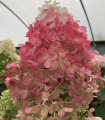 Hortensja bukietowa LIVING RED VELVET