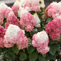 Hortensja bukietowa LIVING RED VELVET