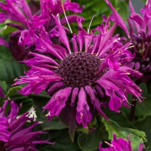 Monarda BEE FREE