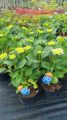 Hortensja Ogrodowa JIP BLUE