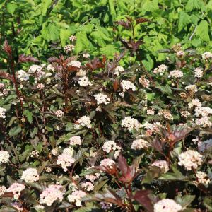 Tavoľník kalinolistý SUMMER WINE