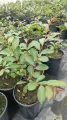 Lagerstroemia RED IMPERATOR
