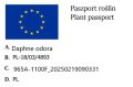 Wawrzynek wonny AUREOMARGINATA.jpg