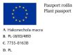 Trawa bambusowa smukła BENI KAZE