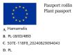 Oczar żółty PENDULA na pniu.jpg