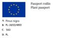 Sosna Czarna BAMBINO
