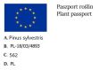 Sosna Pospolita MOSERI