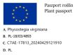 Odętka wirginijska ALBA.jpg