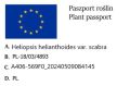Słoneczniczek SZORSTKI.jpg