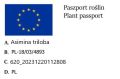 INDIAŃSKI BANAN Urodlin trójłatkowy.jpg