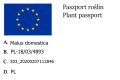 Jabłoń KOKSA POMARAŃCZOWA