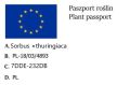 Jarząb turyngski 'Fastigiata'