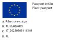 Agrest TRIUMF BIAŁY - na pniu