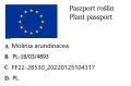 Trzęślica trzcinowata FONTANE.jpg