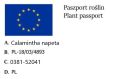 CZYŚCICA ALPEJSKA MARVELETTE BLUE