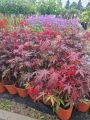 Klon palmowy ATROPURPUREA