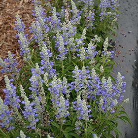 Šalvia FARINA BICOLOR BLUE