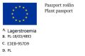 lagerostreomia.jpg