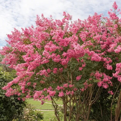 Lagerstroémia TOURENNE 
