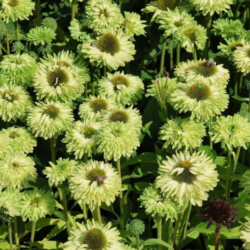 Echinacea sunseekers APPLE GREEN