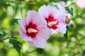 Hibiskus STARY NIGHT