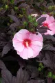 Hibiskus STARY NIGHT