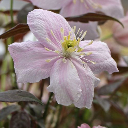 Plamienok horský MAYLEN