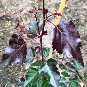 Breza previsnutá ‘Spek’ 