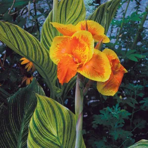 Kana Tropicana Gold
