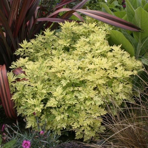 Palina obyčajná ‘Oriental Limelight’