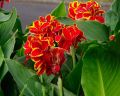 Paciorecznik Ogrodowy RED YELLOW FLAME