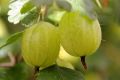 Agrest INVICTA - krzew