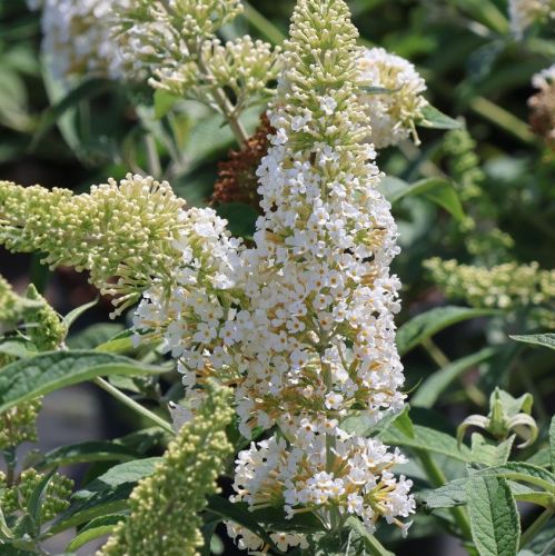 Davidova budleja REVE DE PAPILLON WHITE