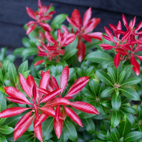 Pieris japonský RED MILL