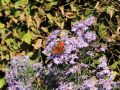 Aster sercolistny LITTLE CARLOW
