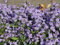 Aster sercolistny LITTLE CARLOW
