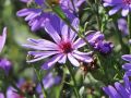 Aster TREFFPUNKT