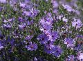 Aster TREFFPUNKT