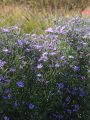 Aster TREFFPUNKT