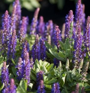 Šalvia chĺpkatá BORDEAUX DEEP BLUE